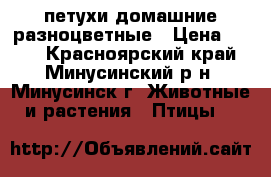 петухи домашние разноцветные › Цена ­ 500 - Красноярский край, Минусинский р-н, Минусинск г. Животные и растения » Птицы   